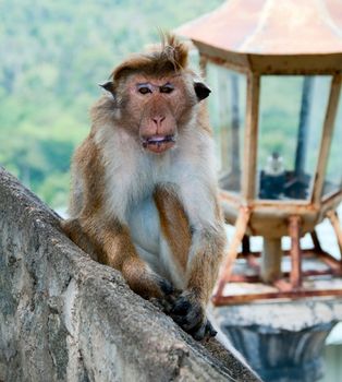 Portrait of wild smart monkey with clever and calm look