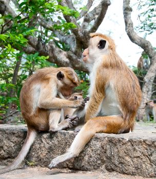 Two wild Sri Lanka monkeys cleaning each other fur
