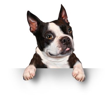 Cute dog holding a blank sign as a Boston Terrier with a smiling happy expression sending a message pertaining to pet care on a white background.