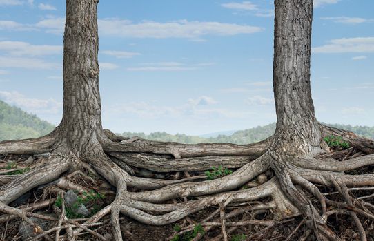 Strong partnership and foundation as a business concept of stability and loyalty with two trees with roots connected together as a symbol of agreement and merging forces together for success.