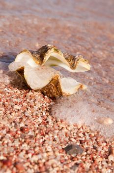 Shell on beach in waves. Shallow depth of fields. Focus on the shelf front edge