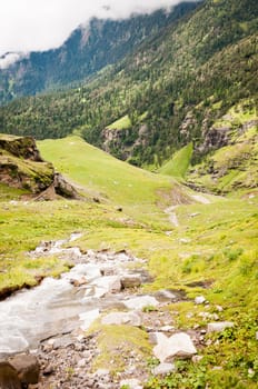 Mountain river on slope covered by flowing plants, Himalayas, India