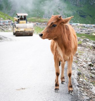 Calf on mountain road with roller compactor on background