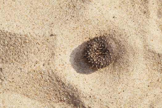 Any orientation, Elephant Foot on a sandy beach Suran- Elephant foot yam - Amorphophallus paeoniifolius. Part of the beet family, tropical raw food can be used as an alternative to potato