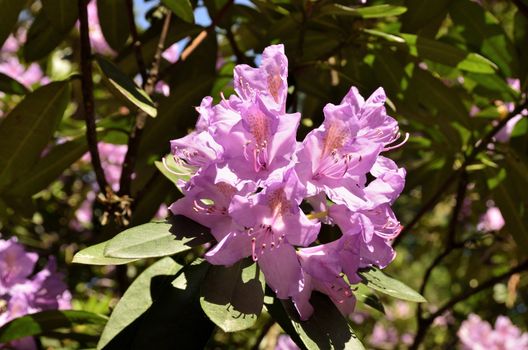 The photo shows Bad Muskau - park - blooming rhododendrons