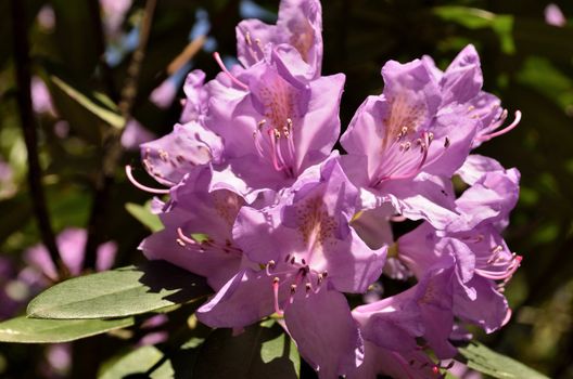 The photo shows Bad Muskau - park - blooming rhododendrons