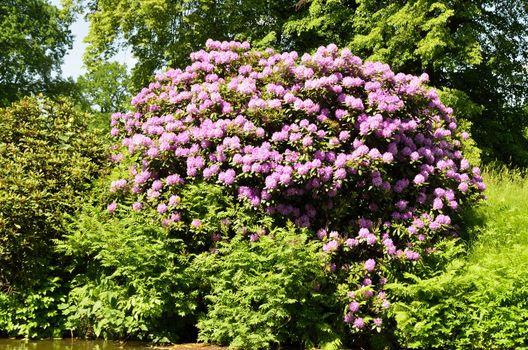 The photo shows Bad Muskau - park - blooming rhododendrons.