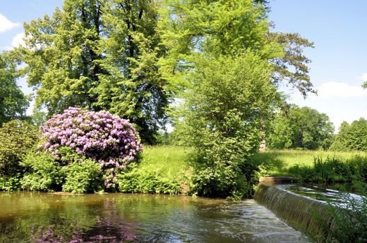 The photo shows Bad Muskau - park - blooming rhododendrons.