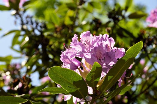 The photo shows Bad Muskau - park - blooming rhododendrons