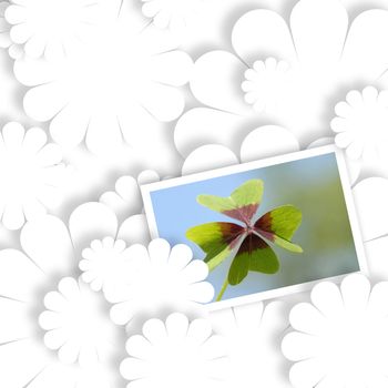 lucky shamrock photo on white background  floral shapes