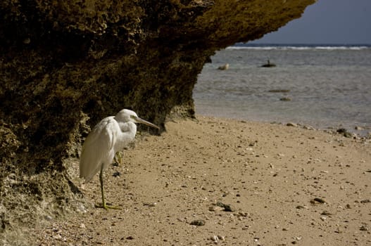Heron on the shore of the Red Sea (Egypt).