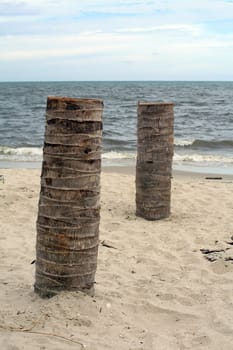 Timber on the beach