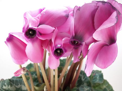 Blossom Cyclamen persicum