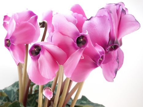 Blossom Cyclamen persicum