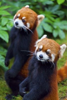 Little red panda, endangered species