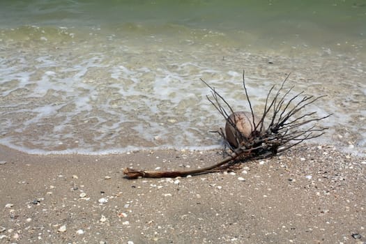 Coconut waste on the beach