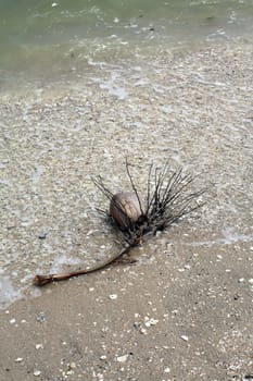 Coconut waste on the beach