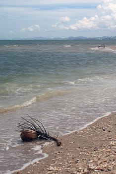 Coconut waste on the beach