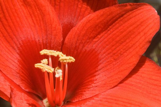 Yellow pollen filled stamens against red Amaryllis petals.