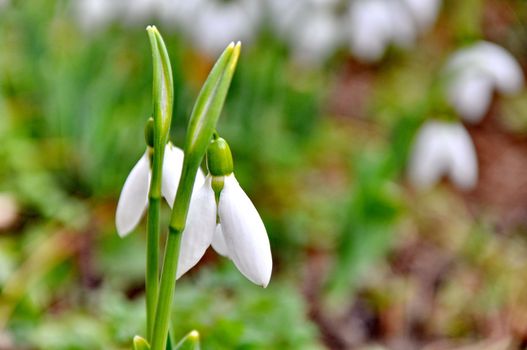 Snowdrops with natural background