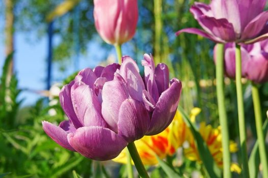 Flower purple tulip "Blue Diamond"  in natural light on a nature background.