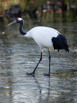 Red-crowned Crane or Japanese Crane walking on ice