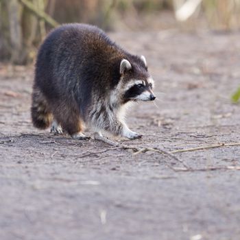 Adult raccoon at his nest, Leeuwarden, Holland