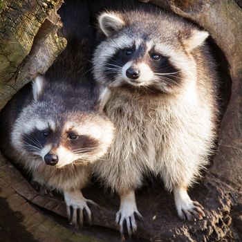 Adult raccoon at his nest, Leeuwarden, Holland