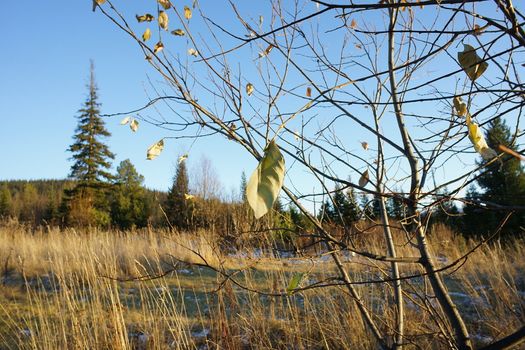 Trees and spruce in the autumn forest  in sunny day.