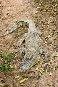 a crocodile is resting on the grass