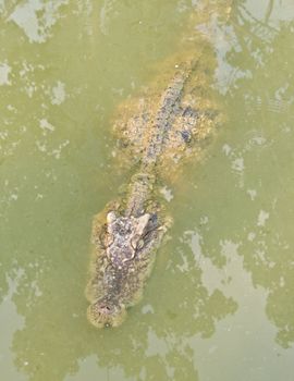 Barely visible crocodile or alligator swimming in water.