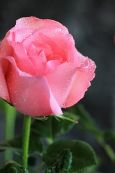 Close up of pink rose