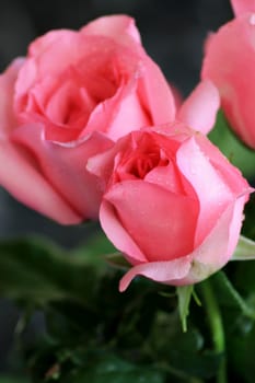 Close up of pink rose