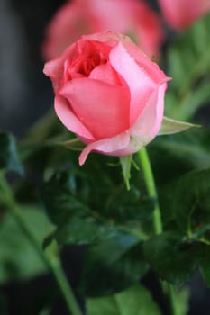 Close up of pink rose