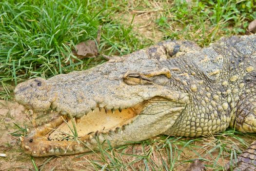 Crocodile opening the mouth resting on the grass