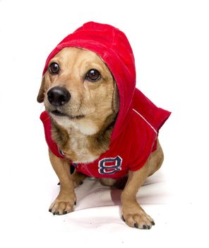a cute dachshund in sweatshirt