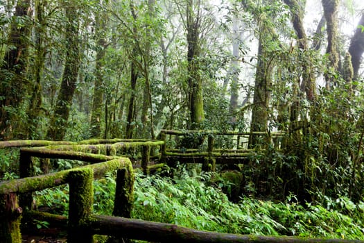 nature of a high tropical rain forest, doi inthanon, chiang mai, thailand