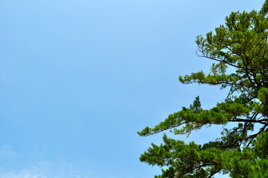 Tree and blue sky background