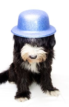 happy bobtail and blue hat