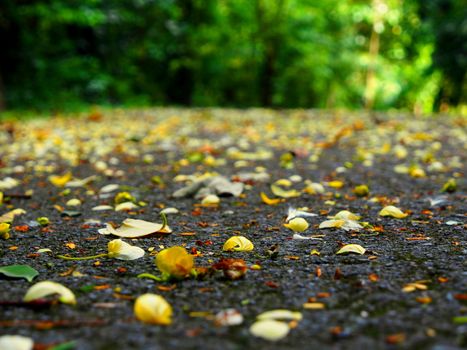 In the season of falls, many yellow corolla of american cassia so many fall down to the road. It looks like a yellow carpet on the road.