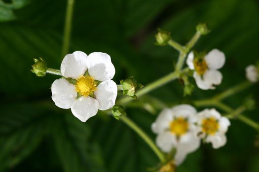 summer flower on green natural background