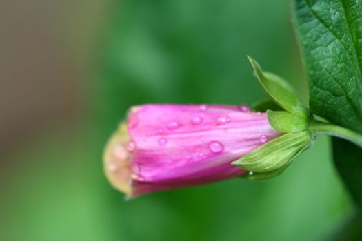 summer flower on green natural background