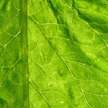 green leaf close up nature background