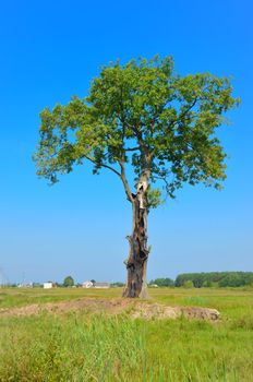 Oak in the field which was struck by lightning