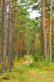 Old big pine in the pine wood in the summer