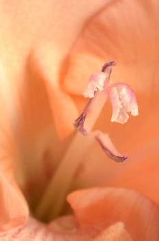 Pink flower photographed on the center close up