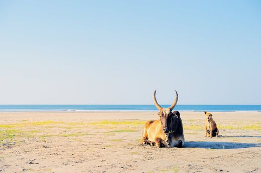 Holy indian cow on the beach in Goa