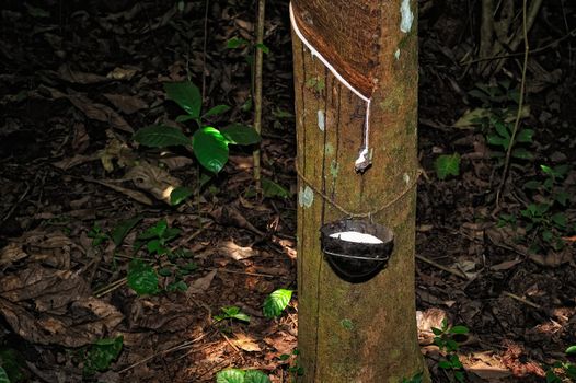 Latex being collected from a tapped rubber tree