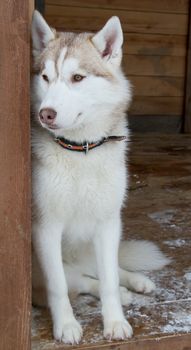 dog breed Siberian husky sitting on the threshold of the cell