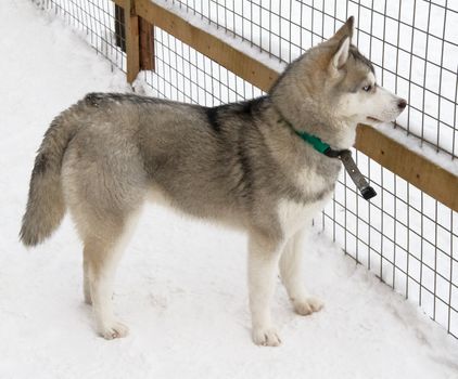 Siberian Husky dog breed is on the snow